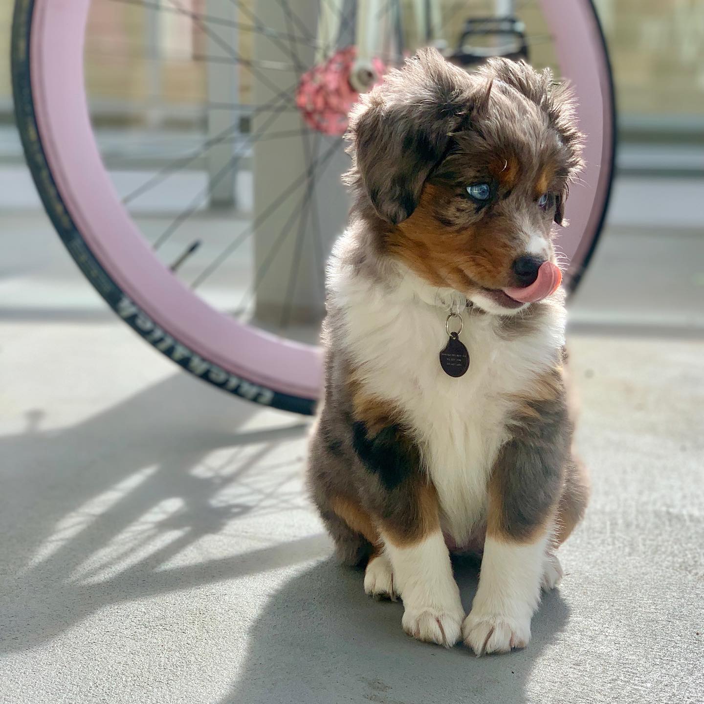 australian shepherd dog for sale
