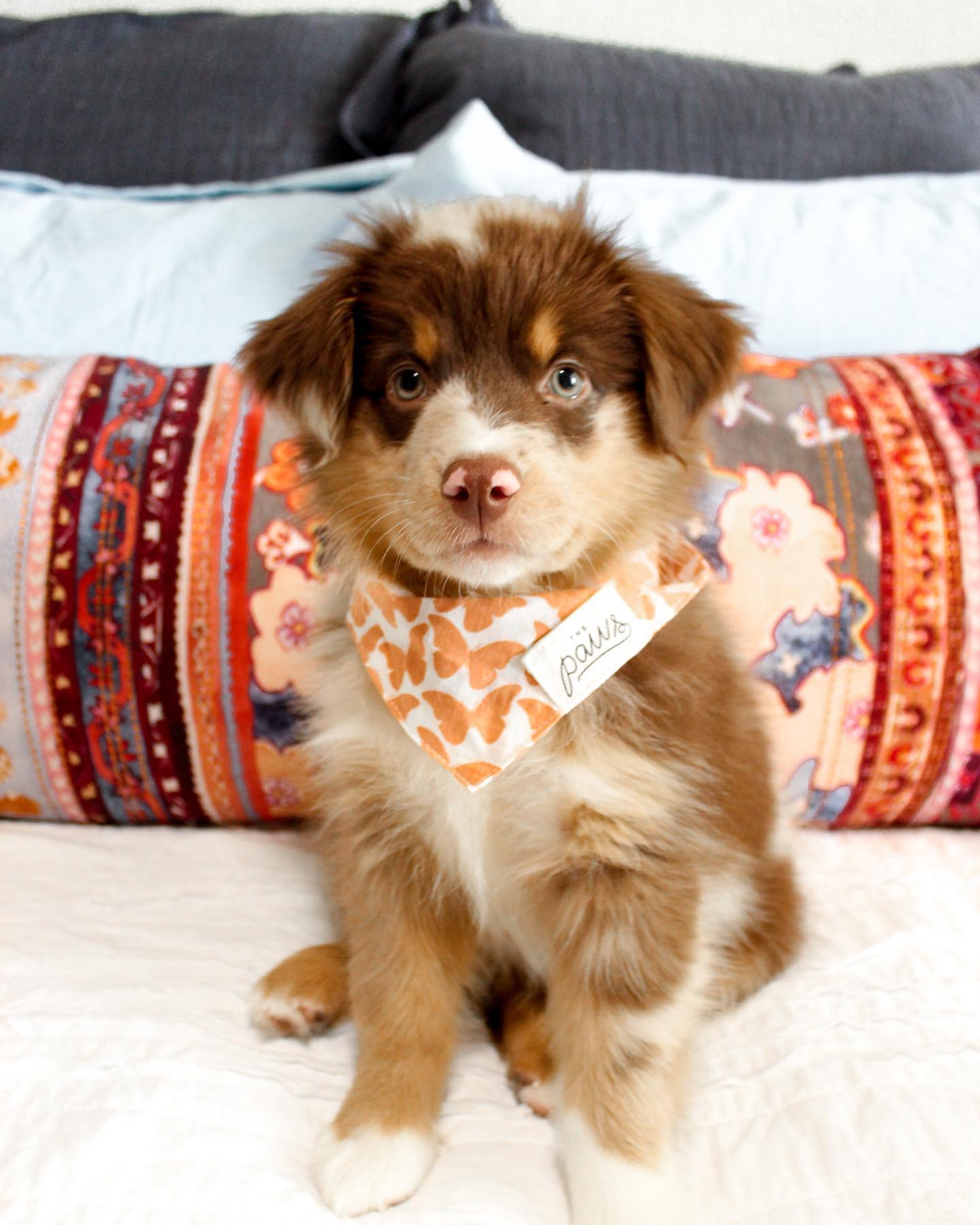 miniature australian shepherd puppies for sale​
