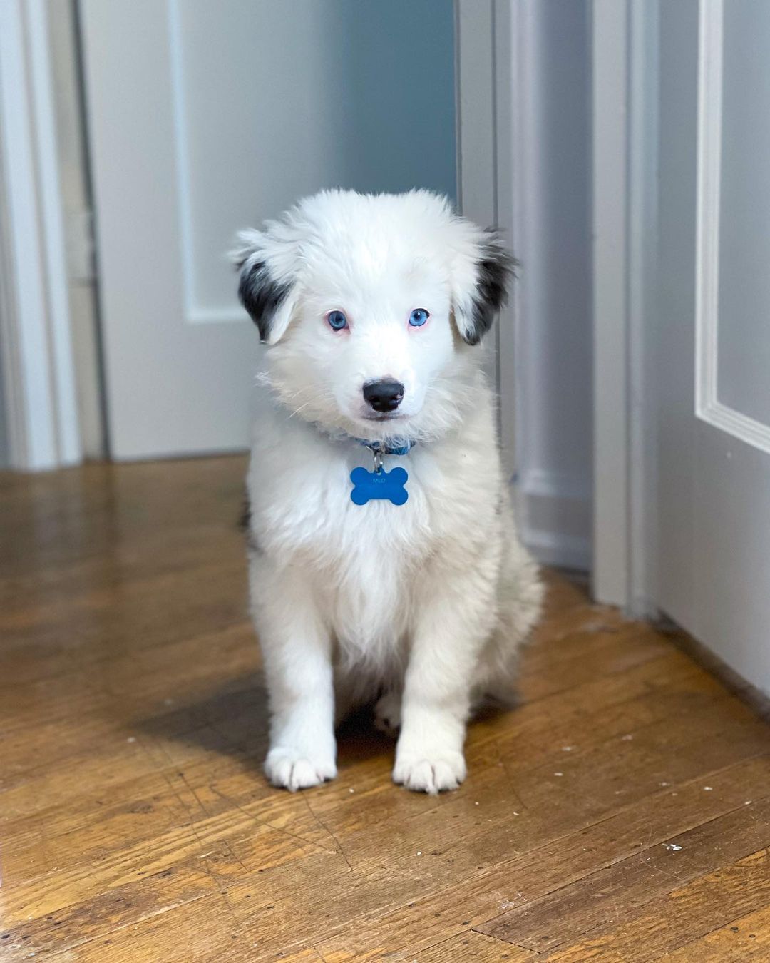blue merle australian shepherd puppy for sale uk price