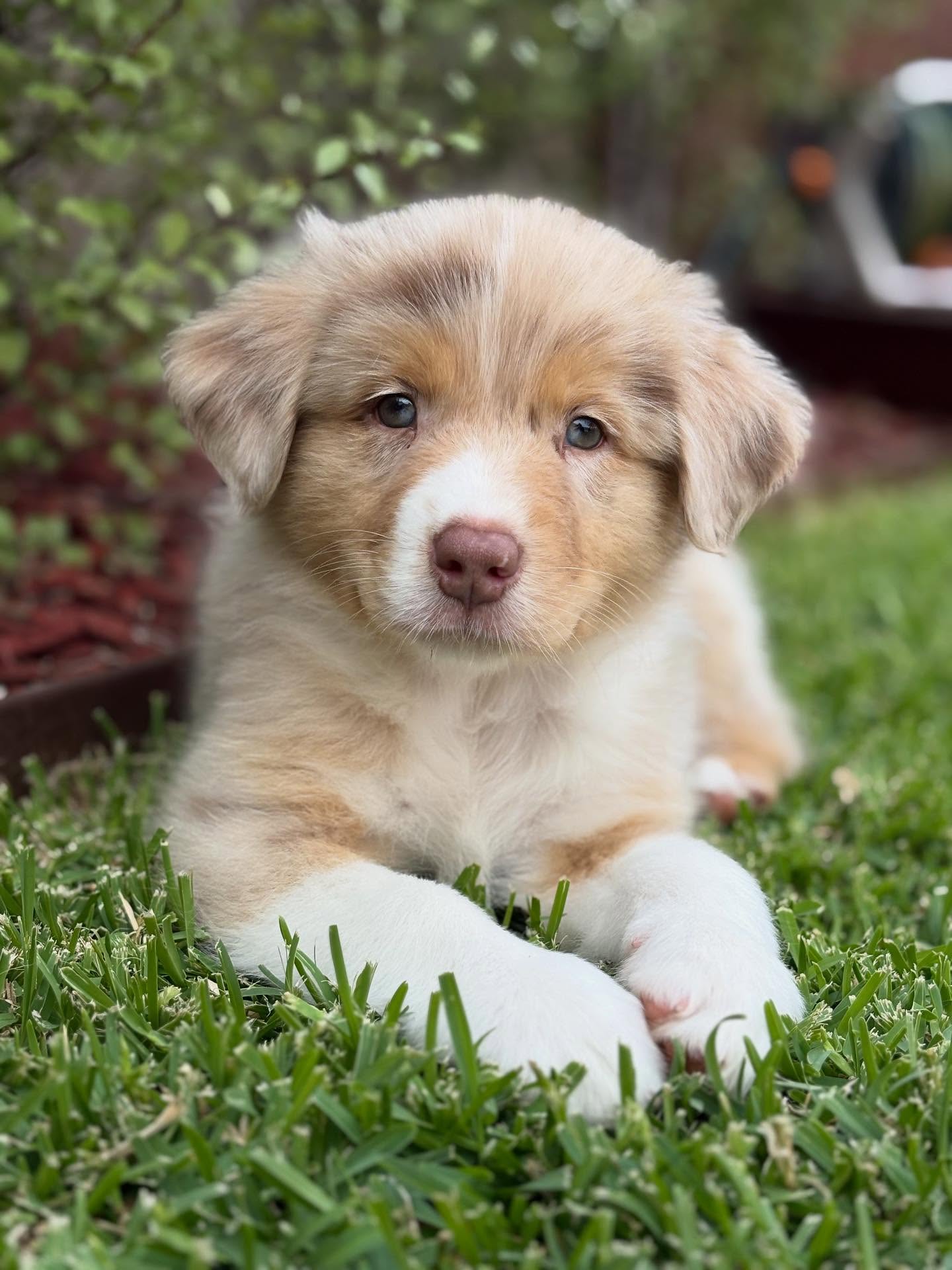 australian shepherd puppies for sale in uk
