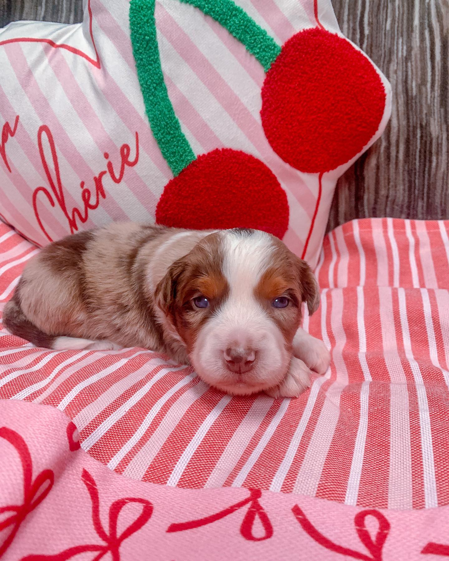 3weeks aussie puppies