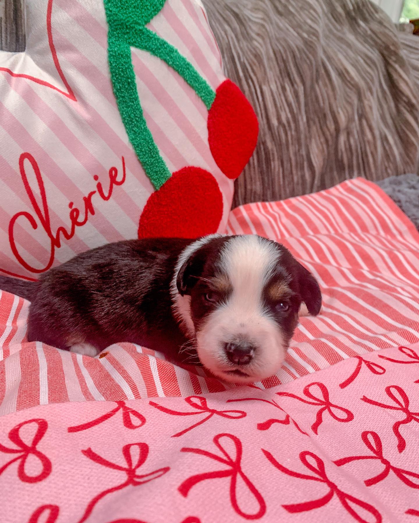 australian shepherd puppies for sale near me​