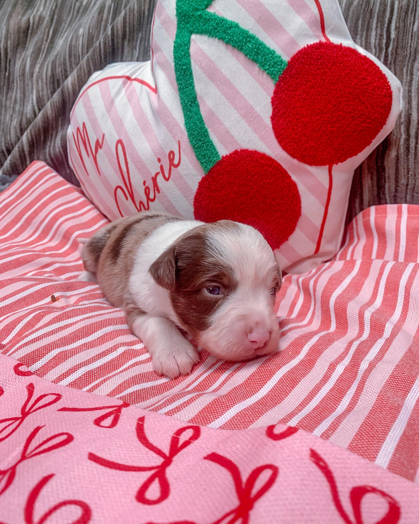 mini australian shepherd puppies​