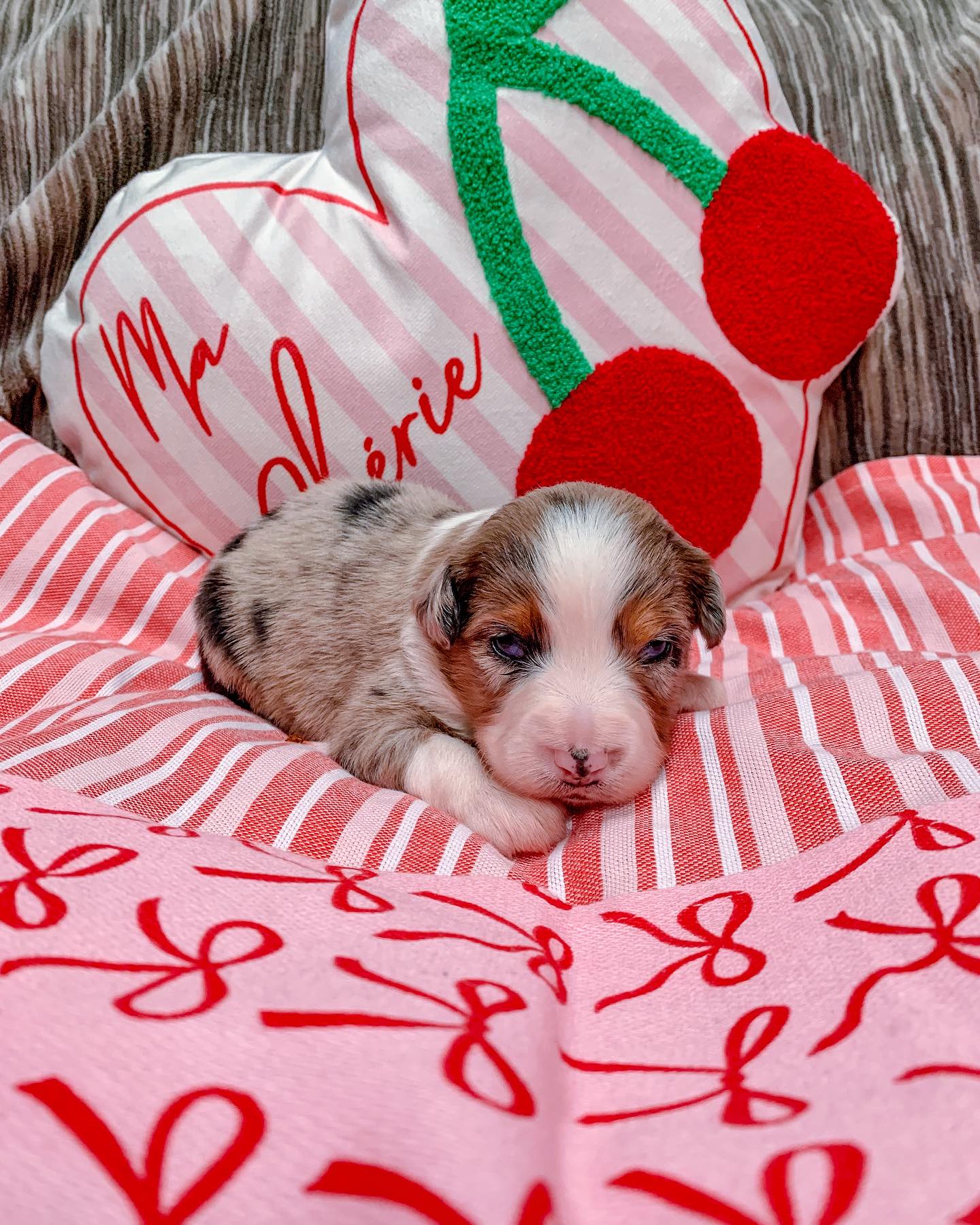 australian shepherd adoption